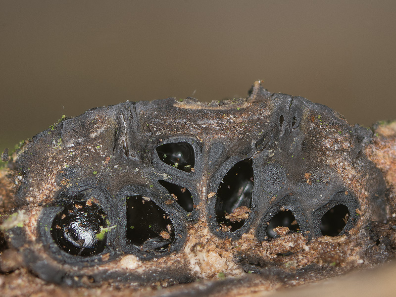 Lopadostoma dryophilum